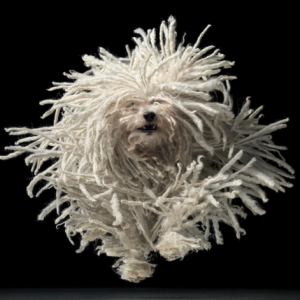 Dogs