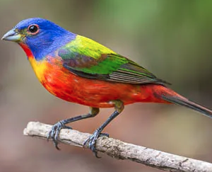 Birds